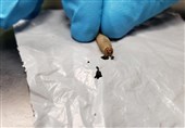 Newly Discovered Wax Worms Can Eat Plastic Bags, Excrete Alcohol