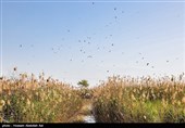 FAO Funds Programme to Strengthen Iran’s Capacity to Control Desert Locust