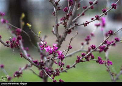 شکوفه های بهاری - گیلان