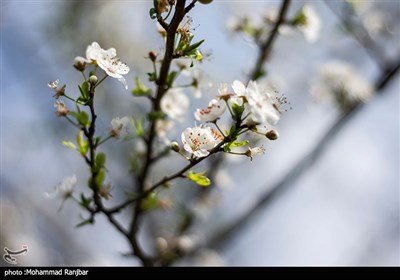 شکوفه های بهاری - گیلان