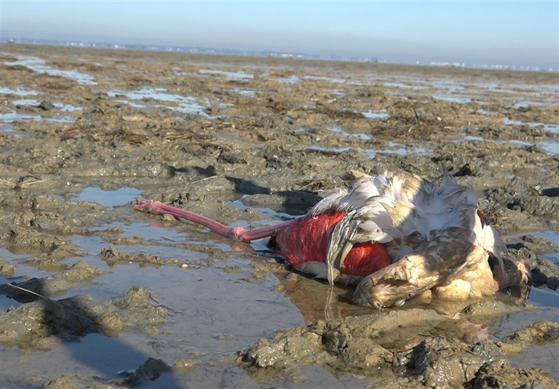 مرگ و میر پرندگان مهاجر در سواحل گلستان از 1500 قطعه فراتر رفت