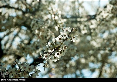 شکوفه های بهاری - ساری