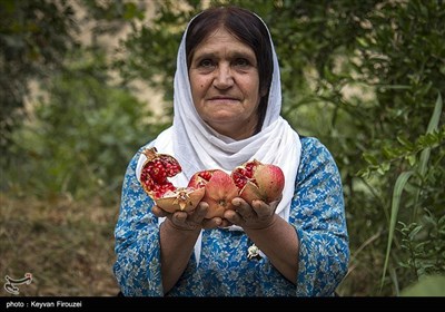 کردستان سرزمین مادری