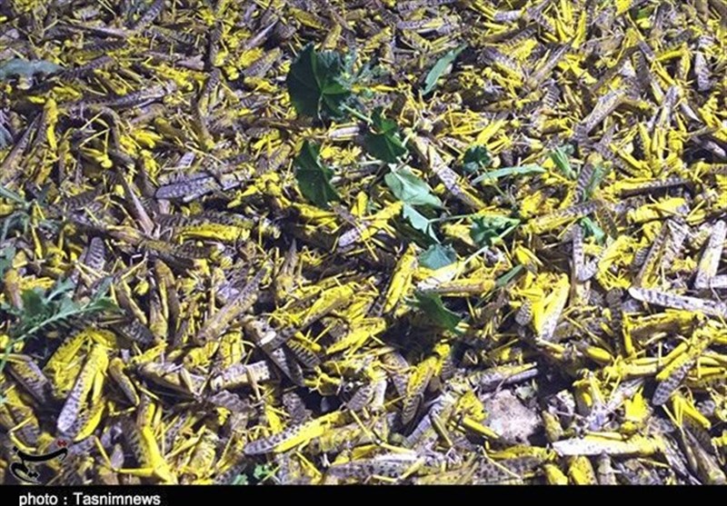 یورش ملخ‌ها ‌به اراضی استان بوشهر / 200 هزار هکتار ‌در معرض خطر هجوم ملخ قرار دارد