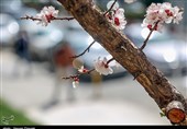 چشم‌نوازی شکوفه‌های بهاری در سنندج به روایت تصویر