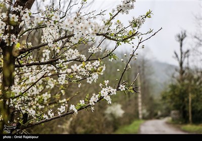 شکوفه های بهاری - گیلان