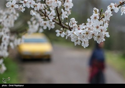 شکوفه های بهاری - گیلان