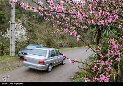 شکوفه های بهاری - گیلان