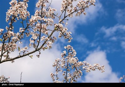 شکوفه های بهاری - گیلان