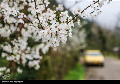 شکوفه های بهاری - گیلان