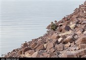 از گوشه و کنار آذربایجان‌غربی| دریاچه ارومیه جان دوباره گرفت/ زلزله 4.7 ریشتری سیه‌چشمه خسارتی نداشت