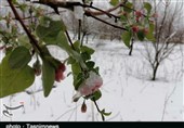 خودنمایی برف زمستانی در بهار پلدختر بهروایت تصاویر
