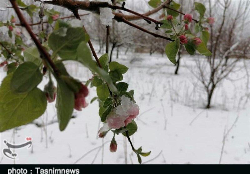 خودنمایی برف زمستانی در بهار پلدختر به‌روایت تصاویر‌