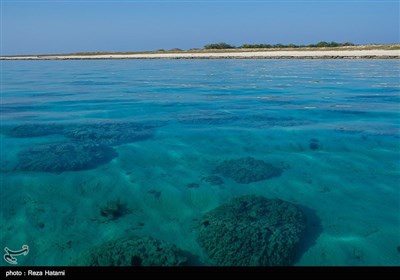 آبسنگ های مرجانی جزیره خارگ