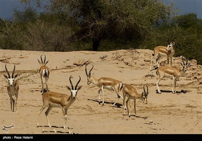 در فصل بهار آهو ها برای جفت گیری و زاد و ولد در قسمت هایی از جزیره تجمع میکنند 