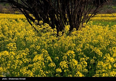 مزارع کلزا - مازندران