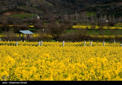 مزارع کلزا - مازندران