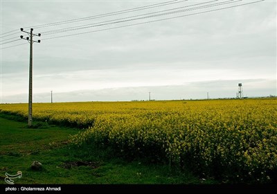 مزارع کلزا - مازندران