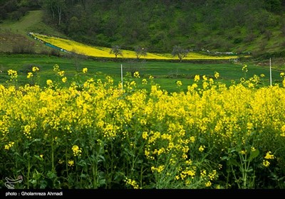 مزارع کلزا - مازندران