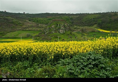 مزارع کلزا - مازندران
