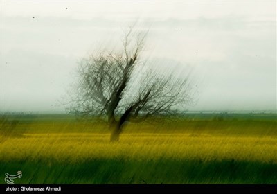 مزارع کلزا - مازندران