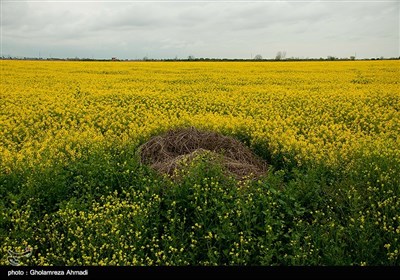 مزارع کلزا - مازندران