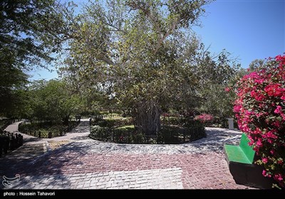 درخت سبز و آب انبارو مجموعه فرهنگی گردشگری میراث کیش
