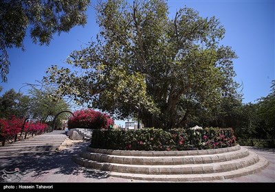 درخت سبز و آب انبارو مجموعه فرهنگی گردشگری میراث کیش