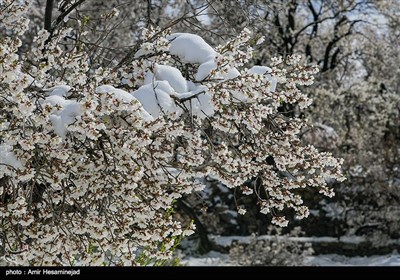 بهار برفی در روستاهای اطراف قم