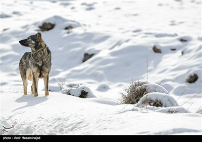 بهار برفی در روستاهای اطراف قم