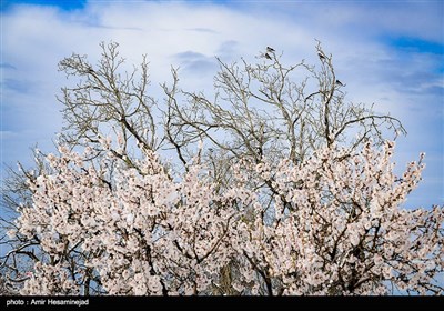 بهار برفی در روستاهای اطراف قم