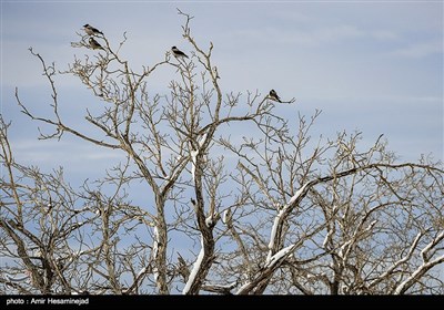 بهار برفی در روستاهای اطراف قم