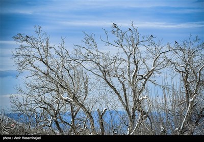 بهار برفی در روستاهای اطراف قم