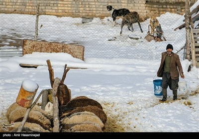 بهار برفی در روستاهای اطراف قم