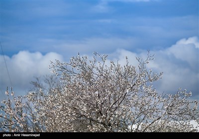 بهار برفی در روستاهای اطراف قم