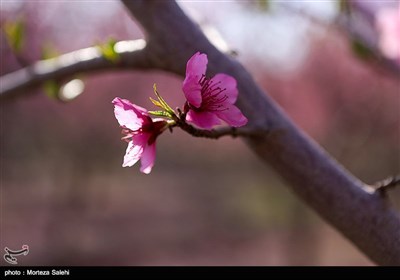 به رنگ بهار