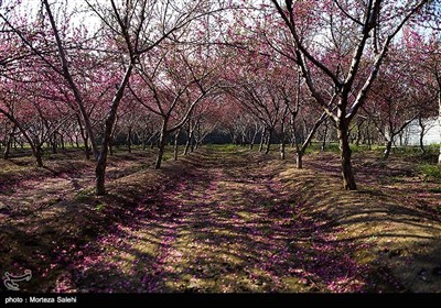 به رنگ بهار