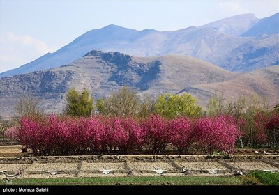 به رنگ بهار