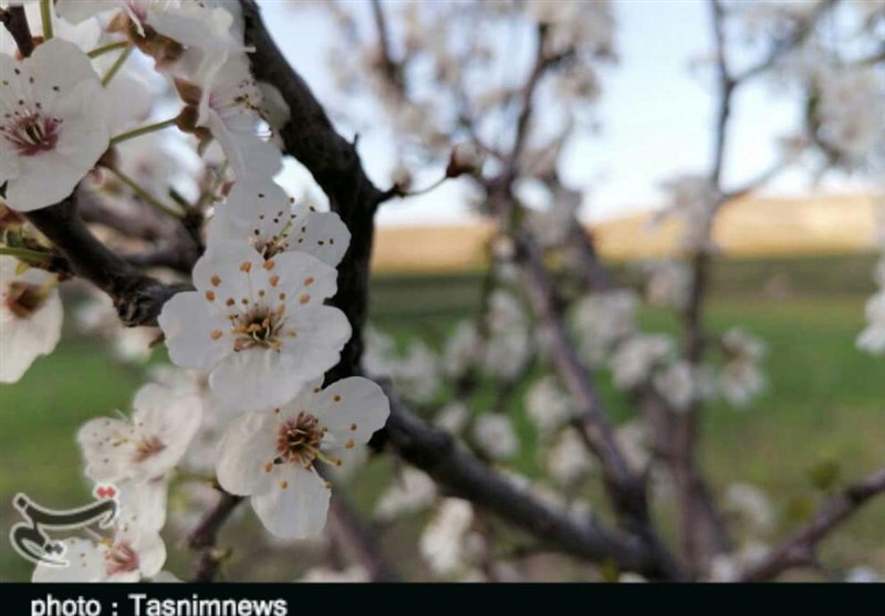 شکوفه‌های بهاری درختان پلدختر به روایت تصویر
