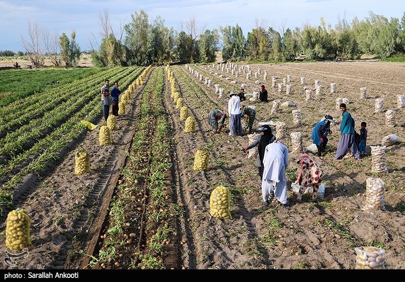 سیب‌زمینی‌کاران اردبیل به دلیل قیمت پایین محصول خود را برداشت نمی‌کنند