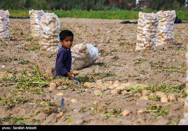 ابلاغ اعتبارات سفر رئیس جمهور به کرمان &quot;کشاورزی&quot; استان را متحول می‌کند