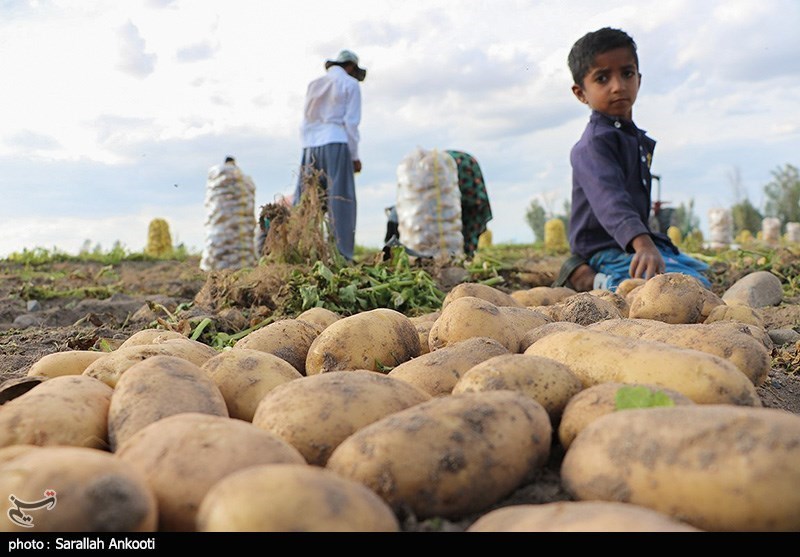 مشکل اصلی کشاورزی جنوب استان کرمان در حوزه بازرگانی است