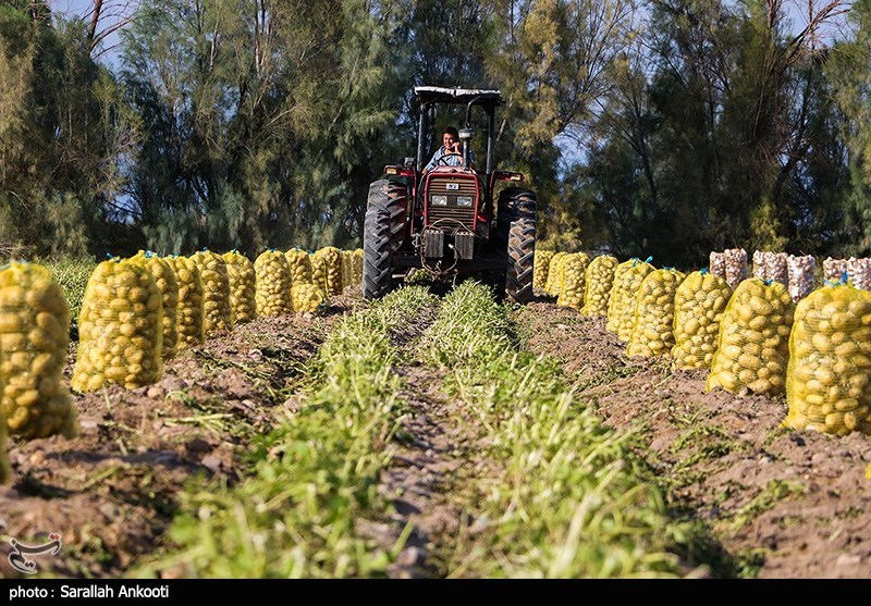 طرح‌های کشاورزی شمال استان کرمان بیش از 1600 میلیون تومان تسهیلات نیاز دارد