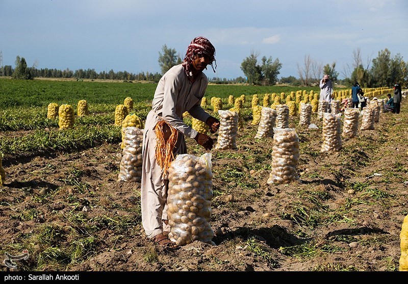 سیل زده , استان کرمان , کشاورزی , 
