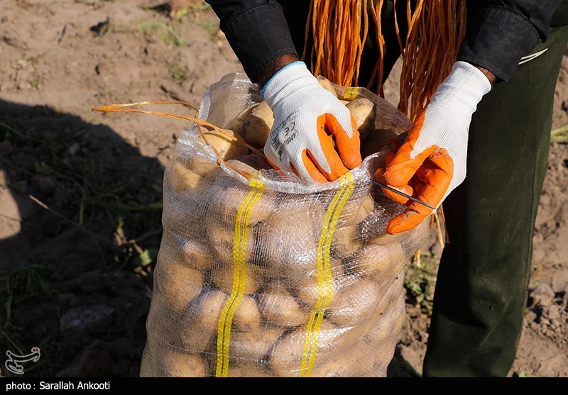 گزارش| ارزانی محصول سیب‌زمینی دسترنج کشاورزان اردبیلی را به باد داد