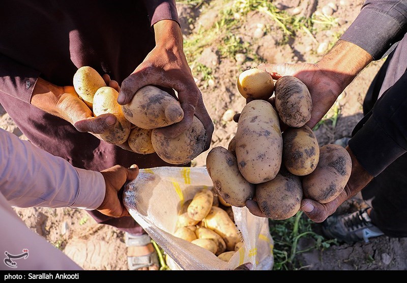 عرضه و تقاضای سیب‌زمینی در استان اردبیل متعادل‌سازی می‌شود