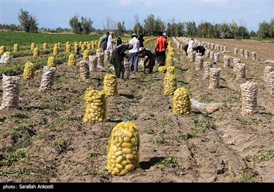  گلایه مدیرکل تعزیرات حکومتی استان کرمان از تفاوت قیمت محصولات کشاورزی؛ سودهای غیرمتعارف به جیب چه کسانی می‌رود؟ 
