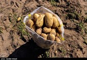 ورود تعاون روستایی برای حل مشکلات سیب‌زمینی کاران گلستانی؛ خرید توافقی فردا آغاز می‌شود