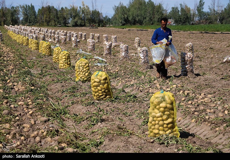 سیل زده , استان کرمان , کشاورزی , 