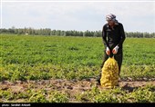 سیب‌زمینی استان گلستان در راه آسیای میانه؛ قیمت در بازار به تعادل رسید
